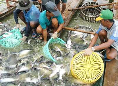 Farmers harvest Pangasius in the Mekong Delta (Photo: SGGP)